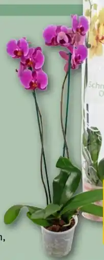 REWE Center Rewe Beste Wahl Phalaenopsis Angebot