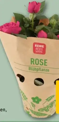 REWE Center Rewe Beste Wahl Topfrose Angebot