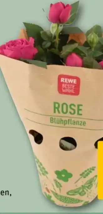 REWE Center Rewe Beste Wahl Topfrose Angebot