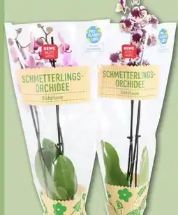 REWE Center Rewe Beste Wahl Phalaenopsis 2-Trieber-Orchidee Angebot