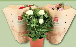 REWE Center Rewe Beste Wahl Topfrosen Königin der Blumen Angebot