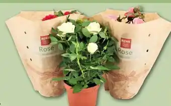 REWE Center Rewe Beste Wahl Topfrosen Königin der Blumen Angebot