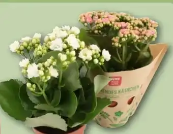 REWE Center Rewe Beste Wahl Kalanchoe Calandiva Flammendes Käthchen Angebot