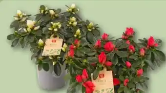 REWE Center Rewe Beste Wahl Rhododendron Simsii Azalee Angebot