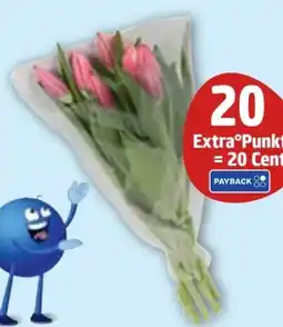 Edeka Frischemarkt Gut & Günstig Tulpen Angebot