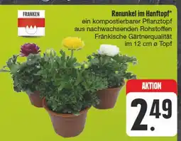 Edeka Franken ranunkel im hanftopf Angebot