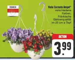 Edeka Franken viola cornuta ampel Angebot