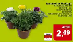 Marktkauf Franken ranunkel im hanftopf Angebot