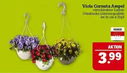 Marktkauf Viola cornuta ampel Angebot