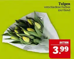 Marktkauf Tulpen Angebot