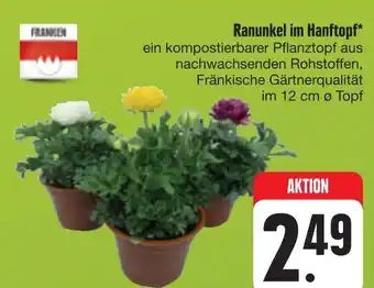 E-Center Franken ranunkel im hanftopf Angebot