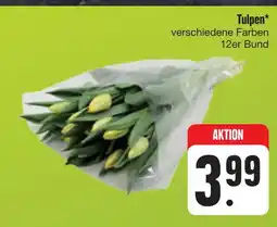 E-Center Tulpen Angebot