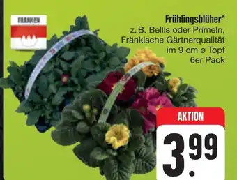 E-Center Franken frühlingsblüher Angebot