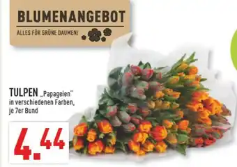 Marktkauf Tulpen papageien Angebot