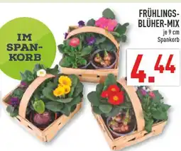 Marktkauf Frühlings-blüher-mix Angebot