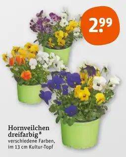 tegut Hornveilchen dreifarbig Angebot