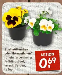 nahkauf Stiefmütterchen oder hornveilchen Angebot