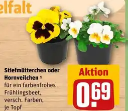 REWE Stiefmütterchen oder hornveilchen Angebot