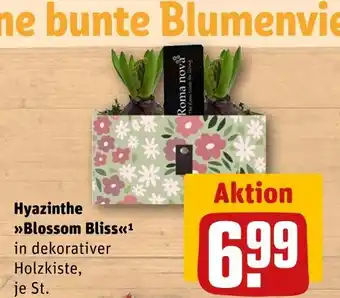 REWE Hyazinthe blossom bliss Angebot