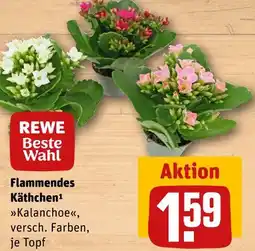 REWE Rewe beste wahl flammendes käthchen Angebot