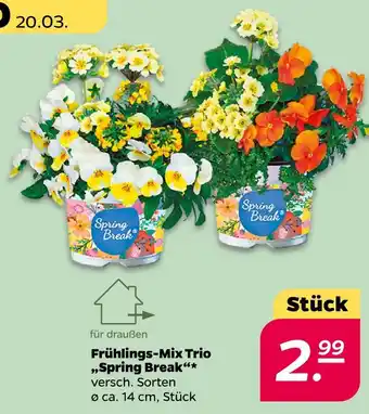 NETTO Spring break frühlings-mix trio Angebot