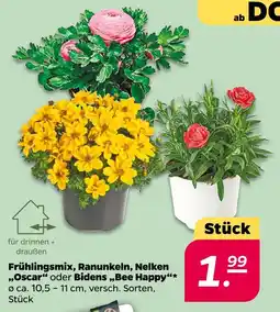 NETTO Frühlingsmix, ranunkeln, nelken oscar oder bidens bee happy Angebot