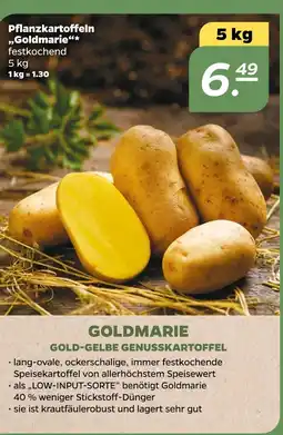 NETTO Goldmarie pflanzkartoffeln „goldmarie“ Angebot