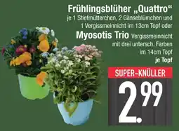 Edeka Frühlingsblüher quattro oder myosotis trio Angebot