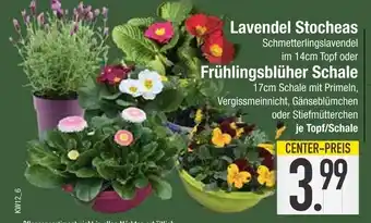 Edeka Lavendel stocheas oder frühlingsblüher schale Angebot