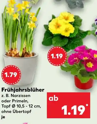 Kaufland Frühjahrsblüher Angebot