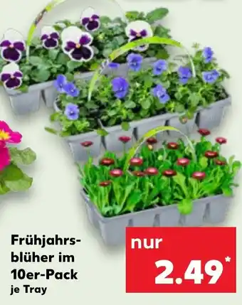 Kaufland Frühjahrs- blüher im 10er-Pack je Tray Angebot