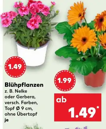 Kaufland Blühpflanzen Angebot