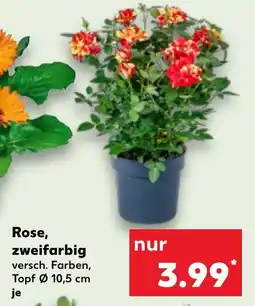 Kaufland Rose, zweifarbig Angebot