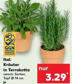 Kaufland Ital. Kräuter in Terrakotta Angebot