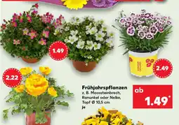 Kaufland Frühjahrspflanzen Angebot