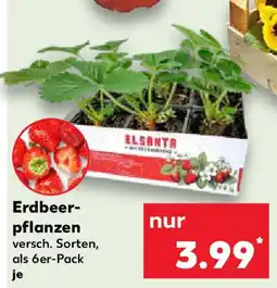 Kaufland Erdbeerpflanzen Angebot