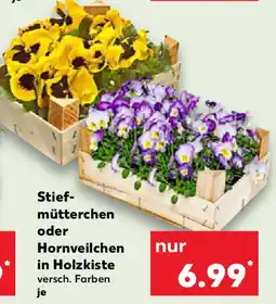 Kaufland Stiefmütterchen oder Hornveilchen Angebot