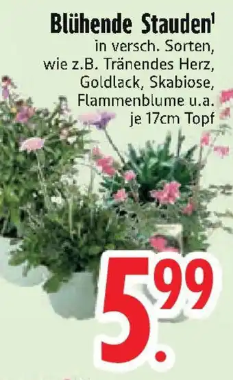 Edeka Blühende Stauden Angebot