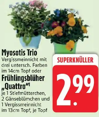 Edeka Myosotis Trio oder Frühlingsblüher „Quattro" Angebot