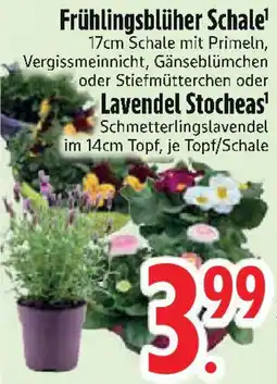 Edeka Frühlingsblüher Schale oder Lavendel Stocheas Angebot