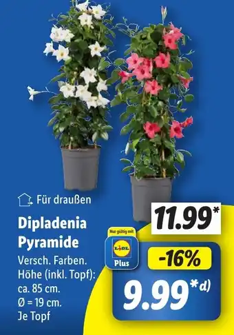 Lidl Dipladenia Pyramide Angebot