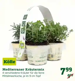 Pflanzen Kölle Mediterraner kräutermix Angebot