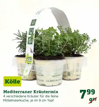 Pflanzen Kölle Mediterraner kräutermix Angebot