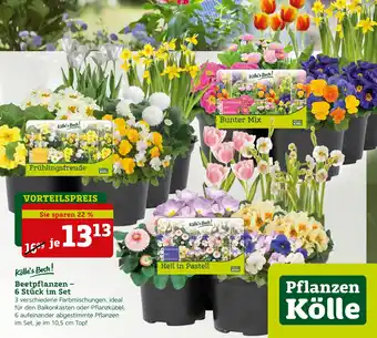 Pflanzen Kölle Kölle's beste! beetpflanzen – 6 stück im set Angebot