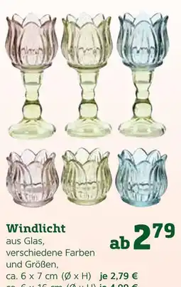 Pflanzen Kölle Windlicht Angebot