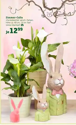 Pflanzen Kölle Zimmer-calla Angebot