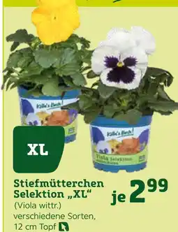 Pflanzen Kölle Stiefmütterchen selektion xl Angebot