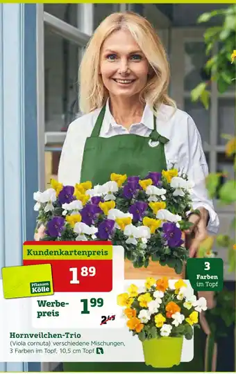 Pflanzen Kölle Hornveilchen-trio (viola cornuta) Angebot