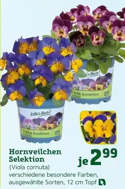 Pflanzen Kölle Hornveilchen selektion Angebot