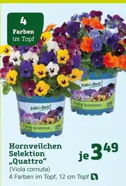 Pflanzen Kölle Hornveilchen selektion quattro Angebot